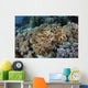 Broadclub Cuttlefish Hovers Resting Wall Decal
