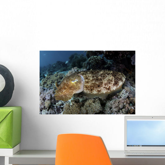 Broadclub Cuttlefish Hovers Close-up Wall Decal
