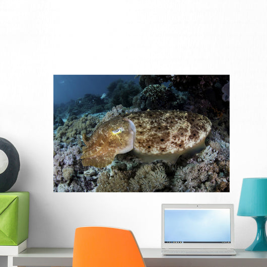 Broadclub Cuttlefish Hovers Close-up Wall Decal