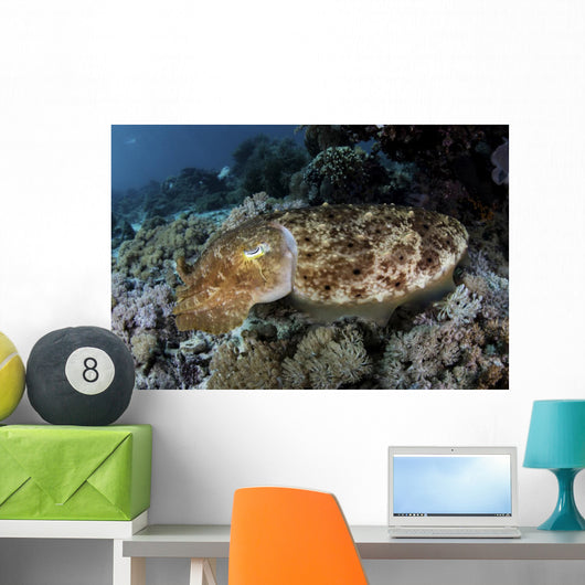 Broadclub Cuttlefish Hovers Close-up Wall Decal