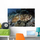 Broadclub Cuttlefish Hovers Close-up Wall Decal