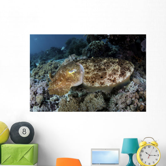 Broadclub Cuttlefish Hovers Close-up Wall Decal