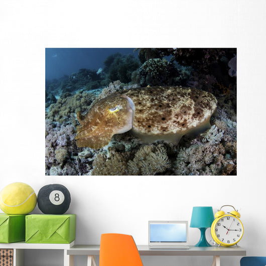 Broadclub Cuttlefish Hovers Close-up Wall Decal