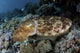 Broadclub Cuttlefish Hovers Close-up Wall Decal