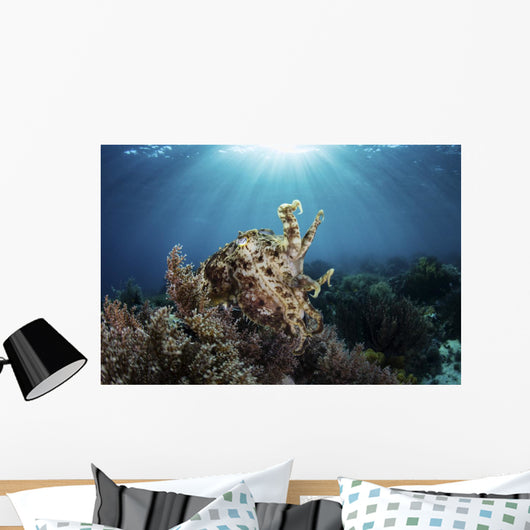 Broadclub Cuttlefish Hovers Sunbeams Wall Decal