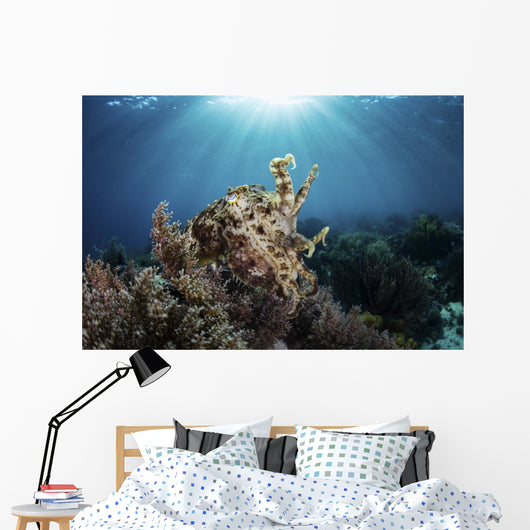 Broadclub Cuttlefish Hovers Sunbeams Wall Decal