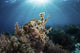 Broadclub Cuttlefish Hovers Sunbeams Wall Decal