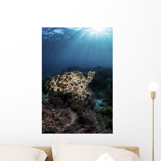 Broadclub Cuttlefish Hovers Vertical Wall Decal