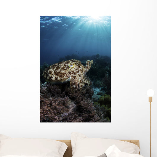 Broadclub Cuttlefish Hovers Vertical Wall Decal