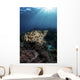 Broadclub Cuttlefish Hovers Vertical Wall Decal