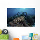 Broadclub Cuttlefish Hovers Diver Close-up Wall Decal