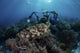 Broadclub Cuttlefish Hovers Diver Close-up Wall Decal