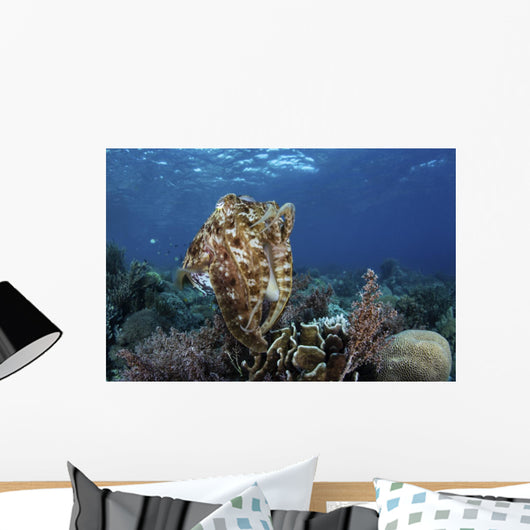 Broadclub Cuttlefish Hovers Open Water Wall Decal