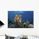 Broadclub Cuttlefish Hovers Open Water Wall Decal