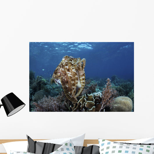 Broadclub Cuttlefish Hovers Open Water Wall Decal