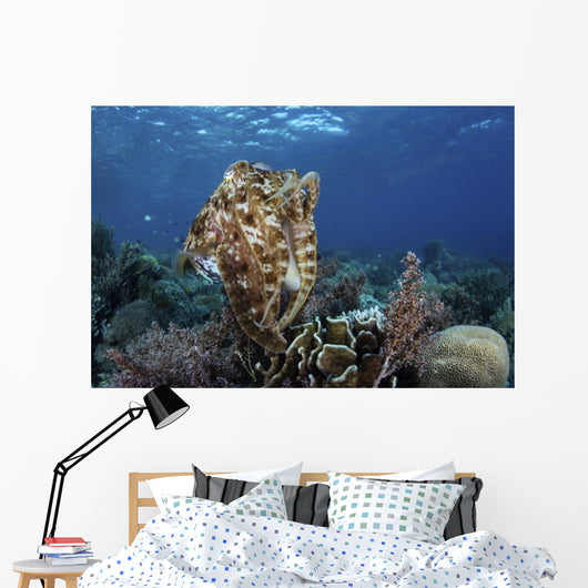 Broadclub Cuttlefish Hovers Open Water Wall Decal