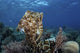 Broadclub Cuttlefish Hovers Open Water Wall Decal