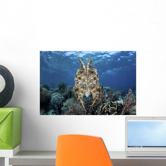 Broadclub Cuttlefish Hovers Tentacles Wall Decal