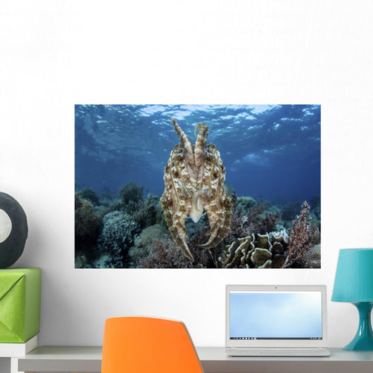 Broadclub Cuttlefish Hovers Tentacles Wall Decal