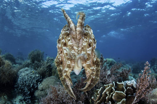 Broadclub Cuttlefish Hovers Tentacles Wall Decal