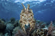 Broadclub Cuttlefish Hovers Tentacles Wall Decal