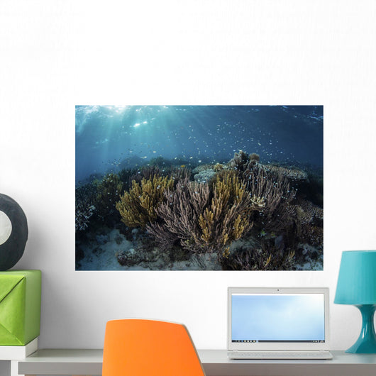 Beautiful and Fragile Coral Light Rays Wall Decal