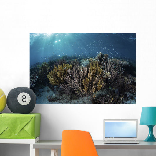 Beautiful and Fragile Coral Light Rays Wall Decal