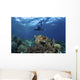 Broadclub Cuttlefish Hovers with Diver Wall Decal