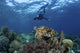 Broadclub Cuttlefish Hovers with Diver Wall Decal