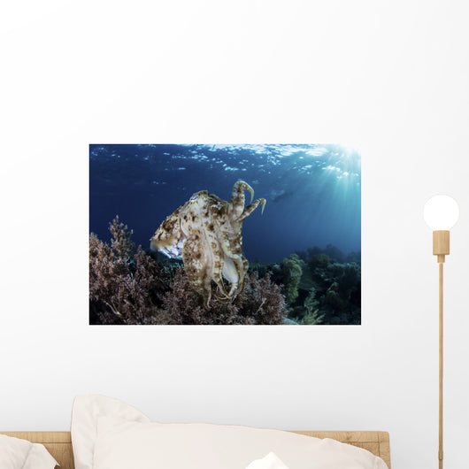 Broadclub Cuttlefish Hovers Wall Decal