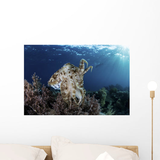 Broadclub Cuttlefish Hovers Wall Decal