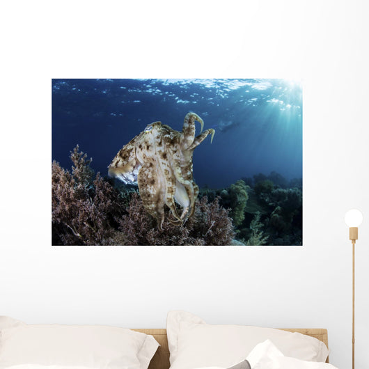 Broadclub Cuttlefish Hovers Wall Decal