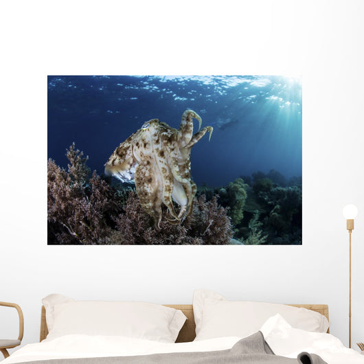 Broadclub Cuttlefish Hovers Wall Decal