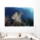 Broadclub Cuttlefish Hovers Wall Decal