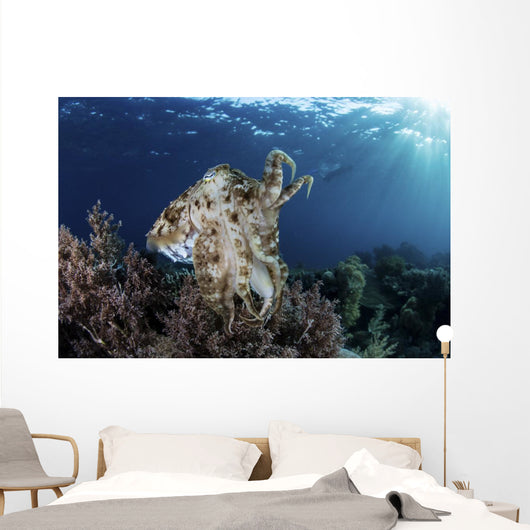 Broadclub Cuttlefish Hovers Wall Decal