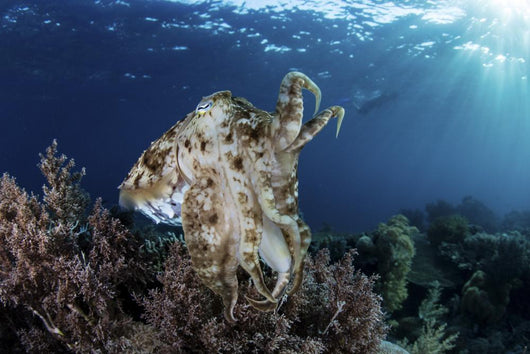 Broadclub Cuttlefish Hovers Wall Decal