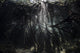 Bright Sunbeams Filter Roots Wall Decal