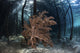 Soft Coral Colony Grows Wall Decal