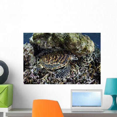 Young Hawksbill Sea Turtle Wall Decal shown on a wall