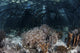 Variety Corals Grow along Wall Decal
