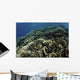 Beautiful and Fragile Coral School of Fish Wall Decal