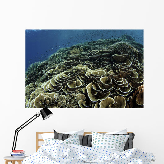 Beautiful and Fragile Coral School of Fish Wall Decal