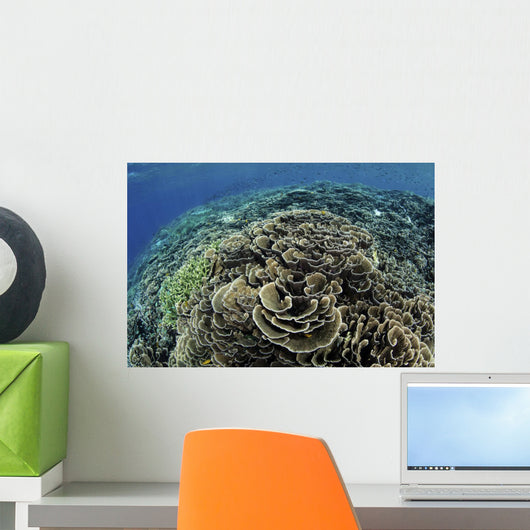 Beautiful and Fragile Coral Top View Wall Decal