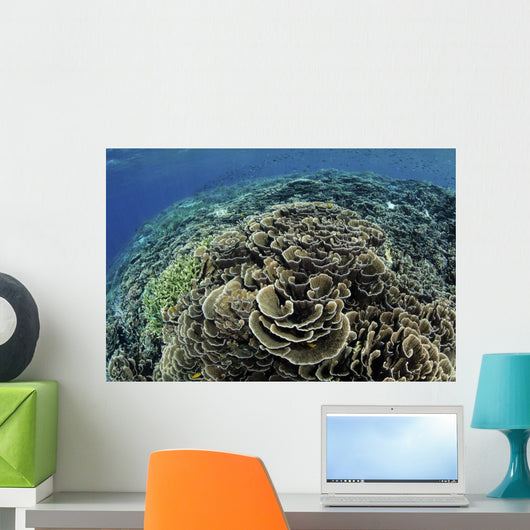 Beautiful and Fragile Coral Top View Wall Decal
