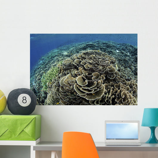 Beautiful and Fragile Coral Top View Wall Decal
