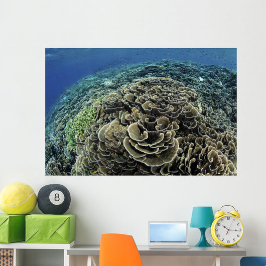 Beautiful and Fragile Coral Top View Wall Decal