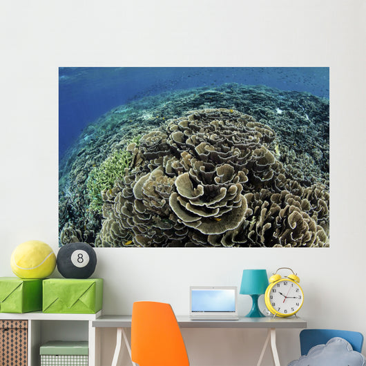 Beautiful and Fragile Coral Top View Wall Decal