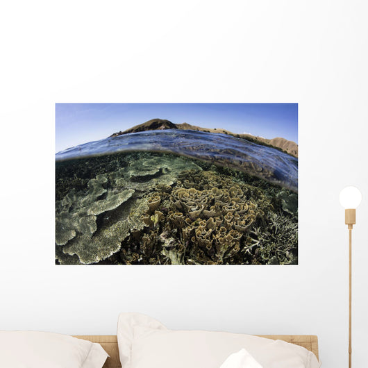 Beautiful and Fragile Coral Wall Decal