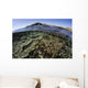 Beautiful and Fragile Coral Wall Decal