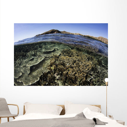Beautiful and Fragile Coral Wall Decal